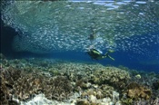 Taucherin mit Fischschwarm im Korallenriff (Misool, Raja Ampat, Indonesien) - Scubadiver and Fan Coral  (Misool, Raja Ampat, Indonesia)
