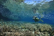 Taucherin mit Fischschwarm im Korallenriff (Misool, Raja Ampat, Indonesien) - Scubadiver and Coral Reef (Misool, Raja Ampat, Indonesia)
