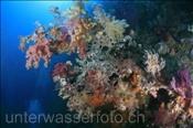 Die Korallenriffe von Raja Ampat zählen zu den schönsten und artenreichsten Riffen weltweit (Misool, Raja Ampat, Indonesien) - Beautyful Coral Reef of Raja Ampat (Misool, Raja Ampat, Indonesia)