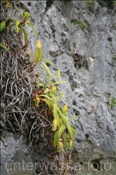 Fleischfressende Pflanze wächst an einer Klippe (Misool, Raja Ampat, Indonesien) - Insect-eating plant (Misool, Raja Ampat, Indonesien)