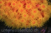 Faulkners Kelchkoralle (Tubastrea faulkneri) bildet eine dichte Kolonie (Misool, Raja Ampat, Indonesien) - Orange Sun Coral  (Misool, Raja Ampat, Indonesia)