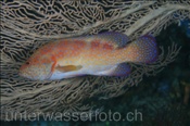 Juwelen-Zackenbarsch (Cephalopholis miniata), (Misool, Raja Ampat, Indonesien) - Coral Hind (Misool, Raja Ampat, Indonesia)