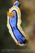 Prachtsternschnecke (Chromodoris annae), (Misool, Raja Ampat, Indonesien) - Harlequin Nudibranch (Misool, Raja Ampat, Indonesia)