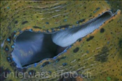 Mantelsaum einer Riesenmuschel (Tridacna derasa), (Misool, Raja Ampat, Indonesien) - Giant Clam (Misool, Raja Ampat, Indonesia)
