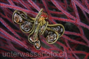 Federstern an Koralle (Misool, Raja Ampat, Indonesien) - Feather Star (Misool, Raja Ampat, Indonesia)