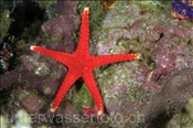 Tausendpunkt-Seestern (Fromia millipora), (Misool, Raja Ampat, Indonesien) - Fromia Sea Star (Misool, Raja Ampat, Indonesia)