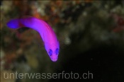 Porphyr-Zwergbarsch (Pictichromis porphyrea) im Korallenriff (Misool, Raja Ampat, Indonesien) - Magenta Dottyback (Misool, Raja Ampat, Indonesia)