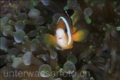Clarks Anemonenfisch (Amphiprion clarkii), (Misool, Raja Ampat, Indonesien) - Clarks Clownfish / Yellowtail Clownfish / Anemonefish (Misool, Raja Ampat, Indonesia)