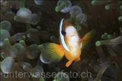 Clarks Anemonenfisch (Amphiprion clarkii), (Misool, Raja Ampat, Indonesien) - Clarks Clownfish / Yellowtail Clownfish / Anemonefish (Misool, Raja Ampat, Indonesia)