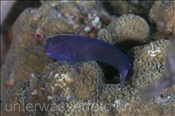 Schwarzer Schleimfisch (Ecsenius namiyei), (Misool, Raja Ampat, Indonesien) - Black Comb-Tooth / Namiyei Blenny (Misool, Raja Ampat, Indonesia)