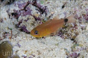Orangelinien-Kardinalbarsch (Archamia fucata), (Misool, Raja Ampat, Indonesien) - Orangelined Cardinalfish (Misool, Raja Ampat, Indonesia)
