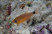 Orangelinien-Kardinalbarsch (Archamia fucata), (Misool, Raja Ampat, Indonesien) - Orangelined Cardinalfish (Misool, Raja Ampat, Indonesia)