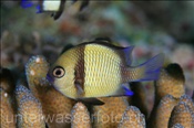 Pazifik Preussenfisch (Dascyllus reticulatus), (Misool, Raja Ampat, Indonesien) - Reticulate Damselfish (Misool, Raja Ampat, Indonesia)
