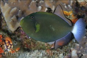Witwen-Drückerfisch (Melichtys vidua), (Misool, Raja Ampat, Indonesien) - Pinktail Triggerfish (Misool, Raja Ampat, Indonesia)