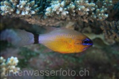 Kardinalbarsch (Apogon fleurieu), (Misool, Raja Ampat, Indonesien) - Cardinalfish (Misool, Raja Ampat, Indonesia)