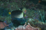Mond-Samtkaiserfisch (Chaetodontoplus mesoleucus), (Misool, Raja Ampat, Indonesien) - Vermiculated Angelfish (Misool, Raja Ampat, Indonesia)