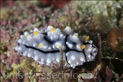 Warzenschnecke (Phyllidia elegans), (Misool, Raja Ampat, Indonesien) - Nudibranch (Misool, Raja Ampat, Indonesia)