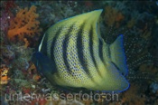 Sechsbinden-Kaiserfisch (Pomacanthus sexstriatus), (Misool, Raja Ampat, Indonesien) - Sixbar Angelfish/ Six-Banded Angelfish (Misool, Raja Ampat, Indonesia)
