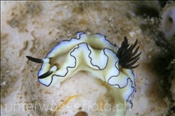 Prachtsternschnecke (Glossodoris atromarginata), (Misool, Raja Ampat, Indonesien) - Nudibranch (Misool, Raja Ampat, Indonesia)