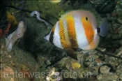 Augenfleck Coradion (Coradion chrysozonus), (Misool, Raja Ampat, Indonesien) - Orange-Banded Butterflyfish / Goldengirdled Coralfish (Misool, Raja Ampat, Indonesia)