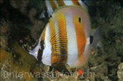 Augenfleck Coradion (Coradion chrysozonus), (Misool, Raja Ampat, Indonesien) - Orange-Banded Butterflyfish / Goldengirdled Coralfish (Misool, Raja Ampat, Indonesia)