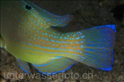 Schwarzpunkt Lippfisch (Choerodon schoenleinii), (Misool, Raja Ampat, Indonesien) - Blackspot Tuskfish (Misool, Raja Ampat, Indonesia)