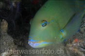 Schwarzpunkt Lippfisch (Choerodon schoenleinii), (Misool, Raja Ampat, Indonesien) - Blackspot Tuskfish (Misool, Raja Ampat, Indonesia)