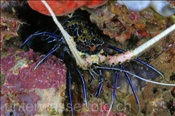 Schmucklanguste (Panulirus versicolor), (Misool, Raja Ampat, Indonesien) - Painted Rock Lobster (Misool, Raja Ampat, Indonesia)