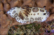 Sternschnecke (Jorunna funebris), (Misool, Raja Ampat, Indonesien) - Harlequin Nudibranch (Misool, Raja Ampat, Indonesia)