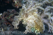 Breitkeulensepie (Sepia latimanus), (Batanta, Raja Ampat, Indonesien) - Broadclub Cuttlefish (Batanta, Raja Ampat, Indonesia)