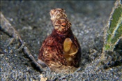 Langarm-Krake (Octopus sp.2) lebt auf sandigen Meeresboden (Manado, Sulawesi, Indonesien) - Longarmed Octopus (Manado, Sulawesi, Indonesia)