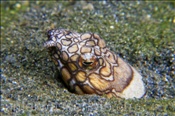 Napoleon Schlangenaal  (Ophichthus bonaparti), (Manado, Sulawesi, Indonesien) - Napoleon Snake Eel (Manado, Sulawesi, Indonesia)