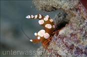Anemonengarnele / Hohlkreuz Garnele (Thor amboinensis), (Manado, Sulawesi, Indonesien) - Squat Shrimp / Anemone Shrimp (Manado, Sulawesi, Indonesia)