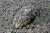 Die Schamkrabbe (Calappa hepatica) vergräbt sich im sandigen Meeresboden (Manado, Sulawesi, Indonesien) - Reef Box Crab(Manado, Sulawesi, Indonesia)