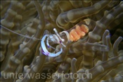 Eine Pracht-Partnergarnele (Periclimenes magnificus) lebt in einer Glasperlen-Anemone (Heteractis aurora), (Manado, Sulawesi, Indonesien) - Magnificant shrimp (Manado, Sulawesi, Indonesia)