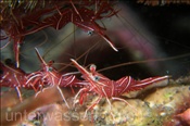 Durban Tanzgarnelen (Rhynchocinetes durbanensis), (Manado, Sulawesi, Indonesien) - Hingebeak Shrimp (Manado, Sulawesi, Indonesia)