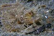 Ambon Skorpionsfisch (Pteroidichthys amboinensis), (Manado, Sulawesi, Indonesien) - Ambon Scorpionfish (Manado, Sulawesi, Indonesia)
