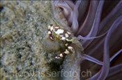 Zylinderrosen Schwimmkrabbe (Lissocarcinus laevis), (Manado, Sulawesi, Indonesien) - Harlequin Crab (Manado, Sulawesi, Indonesia)