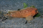 Blatt-Stirnflosser / Schaukel-Stirnflosser (Ablabys macracanthus), (Manado, Sulawesi, Indonesien) - Spiny Waspfish (Manado, Sulawesi, Indonesia)