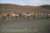 Kamelreiten im Timanfaya Nationalpark auf Lanzarote (Lanzarote, Kanarische Inseln) - Camelriding at Lanzarotes Timanfaya Nationalparc (Lanzarote, Canary Islands)