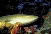 Indopazifischer Ammenhai (Nebrius ferrugineus) liegt träge in seiner Höhle im indischen Ozean (Malediven)