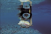 Schnorchlerin mit Meeresschnecke am Hausriff von Angaga im indischen Ozean (Malediven)