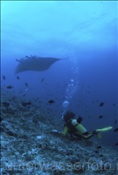 Taucherin mit Mantarochen (Manta birostris) im indischen Ozean (Malediven)