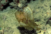 Grosser Schaukelfisch (Taenianotus triacanthus) im indischen Ozean (Malediven)