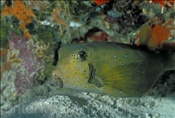 Gelbbrauner Kofferfisch (Ostracion cubicus) versteckt sich einer Riffspalte (Malediven)