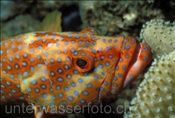 Juwelenzackenbarsch (Cephalopholis miniata) im indischen Ozean (Malediven)