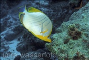 Gelbkopf Falterfisch (Chaetodon xanthocephalus) im indischen Ozean (Malediven)