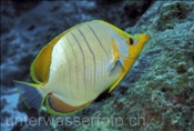Gelbkopf Falterfisch (Chaetodon xanthocephalus) im indischen Ozean (Malediven)