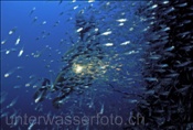 Taucherin schwimmt durch Glasfischschwarm (Parapriacanthus ransonneti) im indischen Ozean (Malediven)
