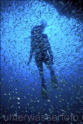 Taucherin schwimmt durch Glasfischschwarm (Parapriacanthus ransonneti) im indischen Ozean (Malediven)